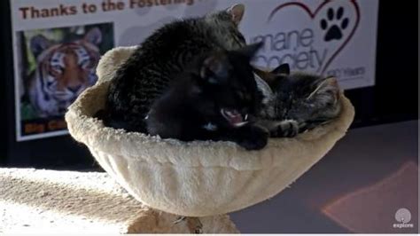 kitty cabana|big cat rescue kitten cam.